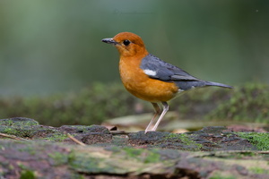 Orange-headed Thrush (Geokichla citrina) (4)