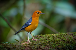 Orange-headed Thrush (Geokichla citrina) (5)