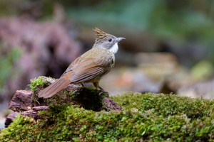 Penan Bulbul (Alophoixus ruficrissus) (1)