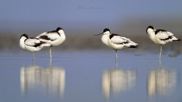 Pied Avocet (Recurvirostra avosetta) (1)