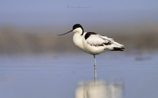 Pied Avocet (Recurvirostra avosetta) (2)