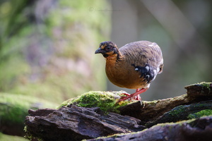 Red-breasted Partridge (Arborophila hyperythra) (3)