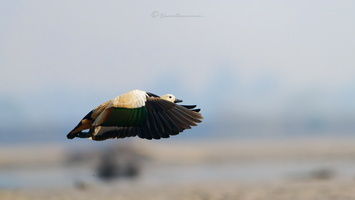 Ruddy shelduck (Tadorna ferruginea) (1)