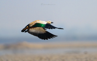 Ruddy shelduck (Tadorna ferruginea) (2)