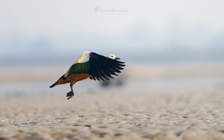 Ruddy shelduck (Tadorna ferruginea) (3)