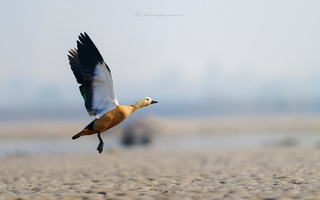 Ruddy shelduck (Tadorna ferruginea) (4)