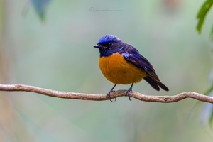 Rufous-bellied Niltava (Niltava sundara) (2)