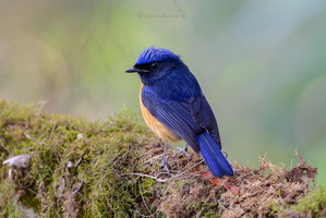 Rufous-bellied Niltava (Niltava sundara) (4)