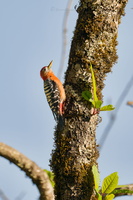 Rufous-bellied sapsucker (Dendrocopos hyperythrus)