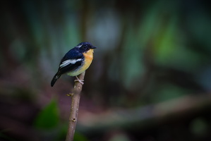 Rufous-chested Flycatcher (Ficedula dumetoria) (1)