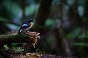 Rufous-chested Flycatcher (Ficedula dumetoria) (2)