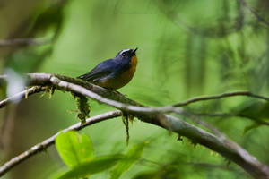 Snowy-browed Flycatcher (Ficedula hyperythra) (1)