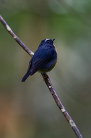 Snowy-browed Flycatcher (Ficedula hyperythra) (2)