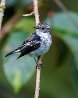 Snowy-browed Flycatcher (Ficedula hyperythra) (3)