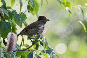Striated Laughingthrush (Grammatoptila striata)