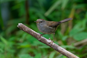 Sunda Bush Warbler (Horornis vulcanius) (1)