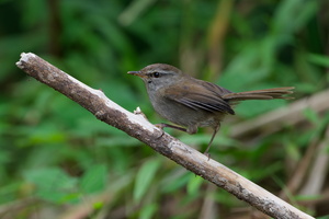 Sunda Bush Warbler (Horornis vulcanius) (2)