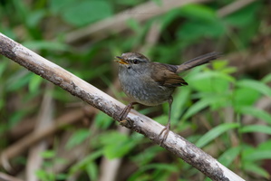 Sunda Bush Warbler (Horornis vulcanius) (3)