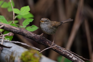Sunda Bush Warbler (Horornis vulcanius) (5)