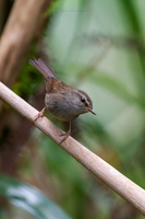 Sunda Bush Warbler (Horornis vulcanius) (7)