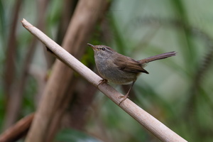 Sunda Bush Warbler (Horornis vulcanius) (8)