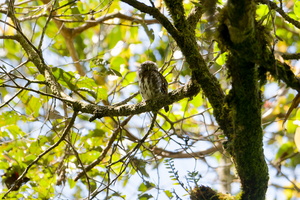 Sunda owlet (Taenioptynx sylvaticus)