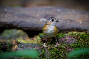 Temminck's Babbler (Pellorneum pyrrogenys) (1)