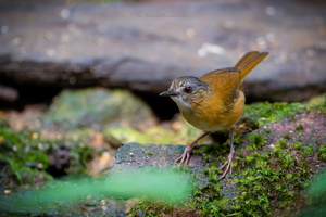 Temminck's Babbler (Pellorneum pyrrogenys) (3)