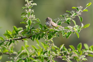 Tytler's leaf warbler (Phylloscopus tytleri)