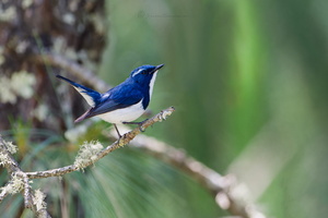 Ultramarine Flycatcher (Ficedula superciliaris) (1)