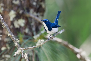 Ultramarine Flycatcher (Ficedula superciliaris) (2)