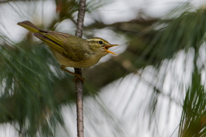 Western Crowned Warbler (Phylloscopus occipitalis) (1)