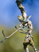 Western Crowned Warbler (Phylloscopus occipitalis) (2)