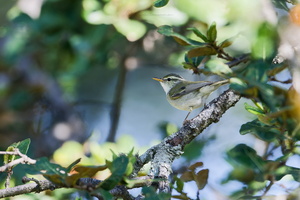 Western Crowned Warbler (Phylloscopus occipitalis) (3)
