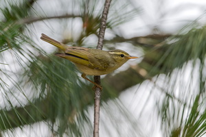 Western Crowned Warbler (Phylloscopus occipitalis) (4)