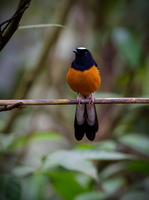 White-crowned Shama (Copsychus stricklandii) (1)