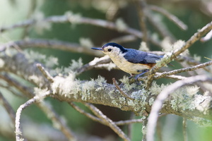 White-cheeked nuthatch (Sitta leucopsis)