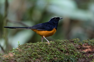 White-crowned Shama (Copsychus stricklandii) (2)