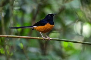 White-crowned Shama (Copsychus stricklandii) (7)