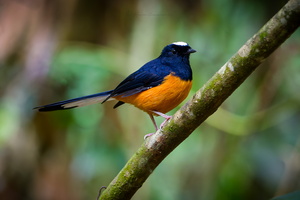 White-crowned Shama (Copsychus stricklandii) (8)
