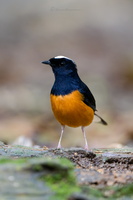 White-crowned Shama (Copsychus stricklandii) (9)