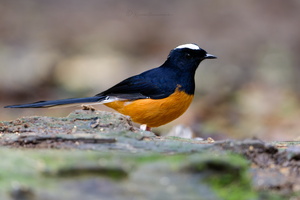 White-crowned Shama (Copsychus stricklandii) (10)