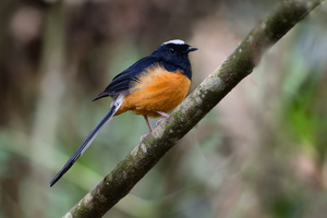 White-crowned Shama (Copsychus stricklandii) (11)