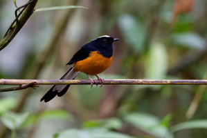 White-crowned Shama (Copsychus stricklandii)