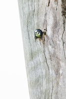 White-fronted Falconet (Microhierax latifrons) (3)