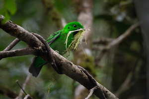 Whitehead&#039;s broadbill (Calyptomena whiteheadi) (1)