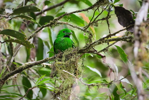 Whitehead&#039;s broadbill (Calyptomena whiteheadi) (2)