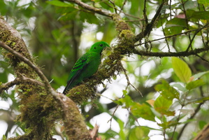Whitehead&#039;s broadbill (Calyptomena whiteheadi) (3)