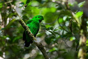 Whitehead&#039;s broadbill (Calyptomena whiteheadi) Male (1)