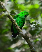 Whitehead&#039;s broadbill (Calyptomena whiteheadi) Male (4)